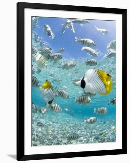 Tropical Fish in Bora-Bora Lagoon-Michele Westmorland-Framed Photographic Print