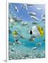 Tropical Fish in Bora-Bora Lagoon-Michele Westmorland-Framed Photographic Print