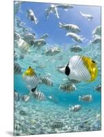 Tropical Fish in Bora-Bora Lagoon-Michele Westmorland-Mounted Photographic Print