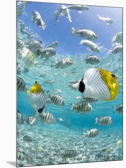 Tropical Fish in Bora-Bora Lagoon-Michele Westmorland-Mounted Photographic Print