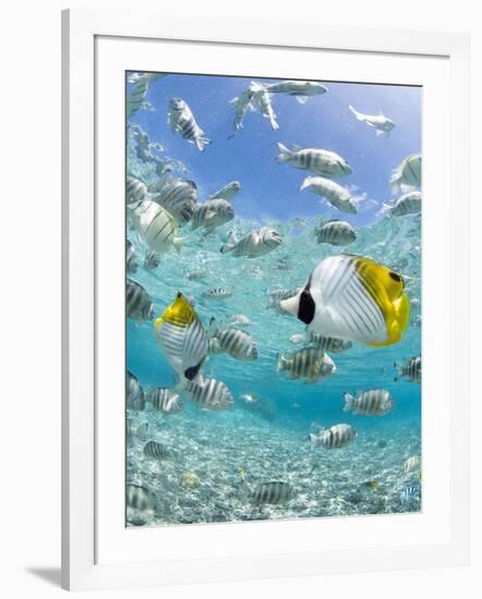 Tropical Fish in Bora-Bora Lagoon-Michele Westmorland-Framed Photographic Print