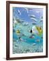 Tropical Fish in Bora-Bora Lagoon-Michele Westmorland-Framed Photographic Print