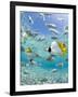 Tropical Fish in Bora-Bora Lagoon-Michele Westmorland-Framed Photographic Print