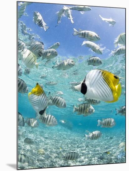 Tropical Fish in Bora-Bora Lagoon-Michele Westmorland-Mounted Photographic Print