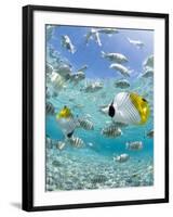 Tropical Fish in Bora-Bora Lagoon-Michele Westmorland-Framed Photographic Print