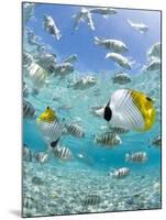 Tropical Fish in Bora-Bora Lagoon-Michele Westmorland-Mounted Photographic Print