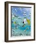 Tropical Fish in Bora-Bora Lagoon-Michele Westmorland-Framed Photographic Print