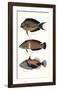 Tropical Fish IV-Georges Cuvier-Framed Premium Giclee Print