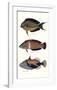 Tropical Fish IV-Georges Cuvier-Framed Premium Giclee Print