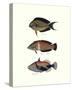 Tropical Fish IV-Georges Cuvier-Stretched Canvas