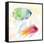 Tropical Fish Square III-Lanie Loreth-Framed Stretched Canvas