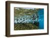 Tropical Fish Swim Next to a Coral Boulder in Clear Blue Waters Off North Shore, Oahu, Hawaii-James White-Framed Photographic Print