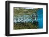 Tropical Fish Swim Next to a Coral Boulder in Clear Blue Waters Off North Shore, Oahu, Hawaii-James White-Framed Photographic Print