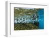 Tropical Fish Swim Next to a Coral Boulder in Clear Blue Waters Off North Shore, Oahu, Hawaii-James White-Framed Photographic Print