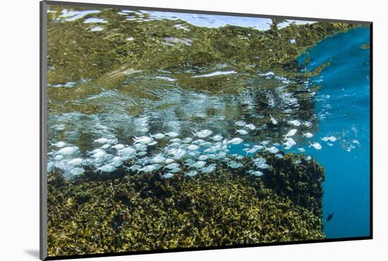 Tropical Fish Swim Next to a Coral Boulder in Clear Blue Waters Off North Shore, Oahu, Hawaii-James White-Mounted Photographic Print