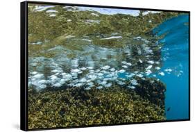 Tropical Fish Swim Next to a Coral Boulder in Clear Blue Waters Off North Shore, Oahu, Hawaii-James White-Framed Stretched Canvas