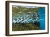 Tropical Fish Swim Next to a Coral Boulder in Clear Blue Waters Off North Shore, Oahu, Hawaii-James White-Framed Photographic Print