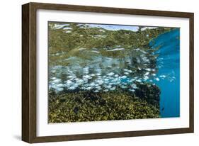 Tropical Fish Swim Next to a Coral Boulder in Clear Blue Waters Off North Shore, Oahu, Hawaii-James White-Framed Photographic Print