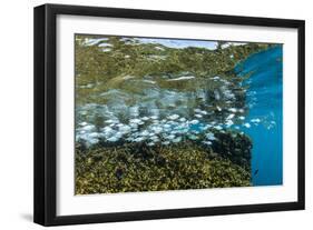 Tropical Fish Swim Next to a Coral Boulder in Clear Blue Waters Off North Shore, Oahu, Hawaii-James White-Framed Photographic Print