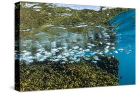 Tropical Fish Swim Next to a Coral Boulder in Clear Blue Waters Off North Shore, Oahu, Hawaii-James White-Stretched Canvas