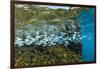 Tropical Fish Swim Next to a Coral Boulder in Clear Blue Waters Off North Shore, Oahu, Hawaii-James White-Framed Premium Photographic Print