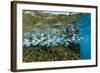 Tropical Fish Swim Next to a Coral Boulder in Clear Blue Waters Off North Shore, Oahu, Hawaii-James White-Framed Photographic Print