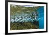 Tropical Fish Swim Next to a Coral Boulder in Clear Blue Waters Off North Shore, Oahu, Hawaii-James White-Framed Photographic Print