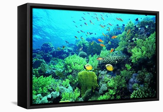 Tropical Fish Swimming over Reef-Stephen Frink-Framed Stretched Canvas