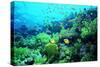 Tropical Fish Swimming over Reef-Stephen Frink-Stretched Canvas