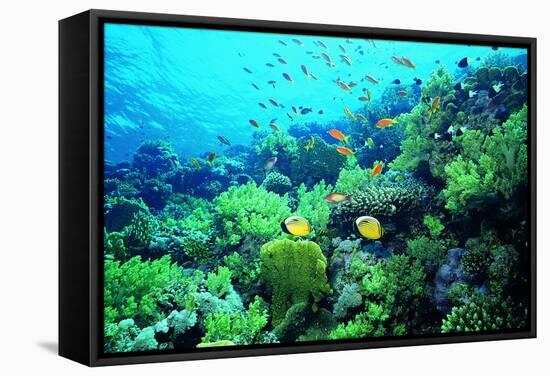 Tropical Fish Swimming over Reef-Stephen Frink-Framed Stretched Canvas