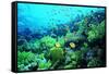 Tropical Fish Swimming over Reef-Stephen Frink-Framed Stretched Canvas