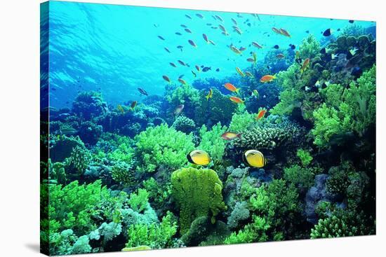 Tropical Fish Swimming over Reef-Stephen Frink-Stretched Canvas