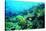 Tropical Fish Swimming over Reef-Stephen Frink-Stretched Canvas