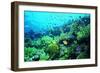 Tropical Fish Swimming over Reef-Stephen Frink-Framed Premium Photographic Print