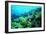 Tropical Fish Swimming over Reef-Stephen Frink-Framed Premium Photographic Print