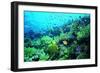 Tropical Fish Swimming over Reef-Stephen Frink-Framed Premium Photographic Print