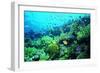 Tropical Fish Swimming over Reef-Stephen Frink-Framed Premium Photographic Print