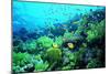 Tropical Fish Swimming over Reef-Stephen Frink-Mounted Premium Photographic Print