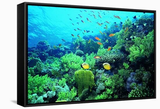 Tropical Fish Swimming over Reef-Stephen Frink-Framed Stretched Canvas