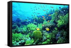 Tropical Fish Swimming over Reef-Stephen Frink-Framed Stretched Canvas