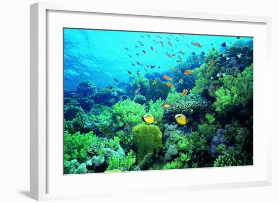 Tropical Fish Swimming over Reef-Stephen Frink-Framed Photographic Print