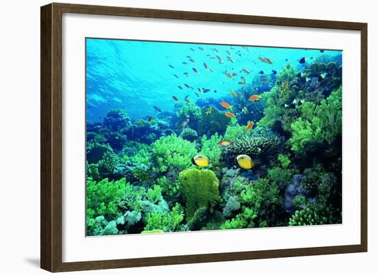 Tropical Fish Swimming over Reef-Stephen Frink-Framed Photographic Print