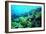 Tropical Fish Swimming over Reef-Stephen Frink-Framed Photographic Print