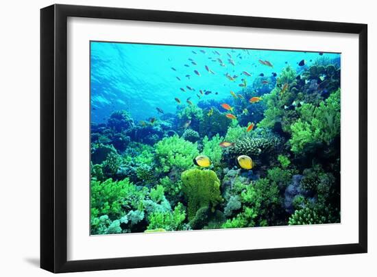 Tropical Fish Swimming over Reef-Stephen Frink-Framed Photographic Print