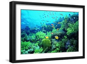 Tropical Fish Swimming over Reef-Stephen Frink-Framed Photographic Print