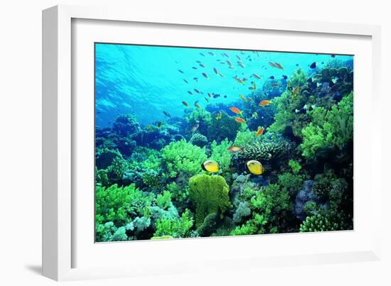 Tropical Fish Swimming over Reef-Stephen Frink-Framed Photographic Print