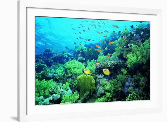 Tropical Fish Swimming over Reef-Stephen Frink-Framed Photographic Print