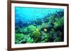 Tropical Fish Swimming over Reef-Stephen Frink-Framed Photographic Print