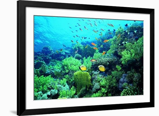 Tropical Fish Swimming over Reef-Stephen Frink-Framed Photographic Print