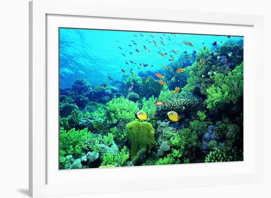 Tropical Fish Swimming over Reef-Stephen Frink-Framed Photographic Print